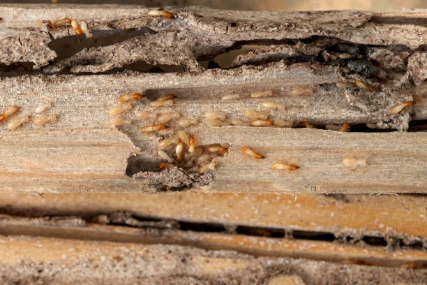 Best Mosquito Control Services  in Phoenix, AZ