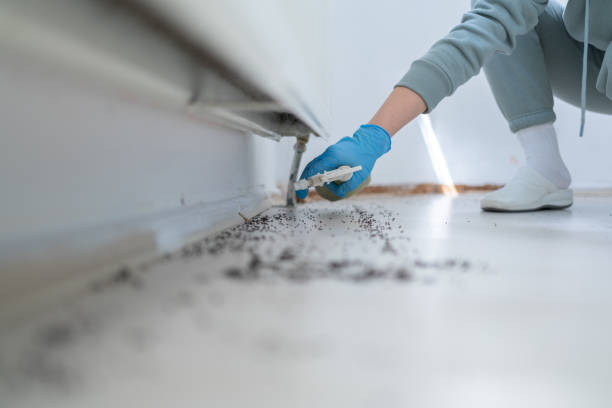 Best Local Pest Control Services  in Phoenix, AZ